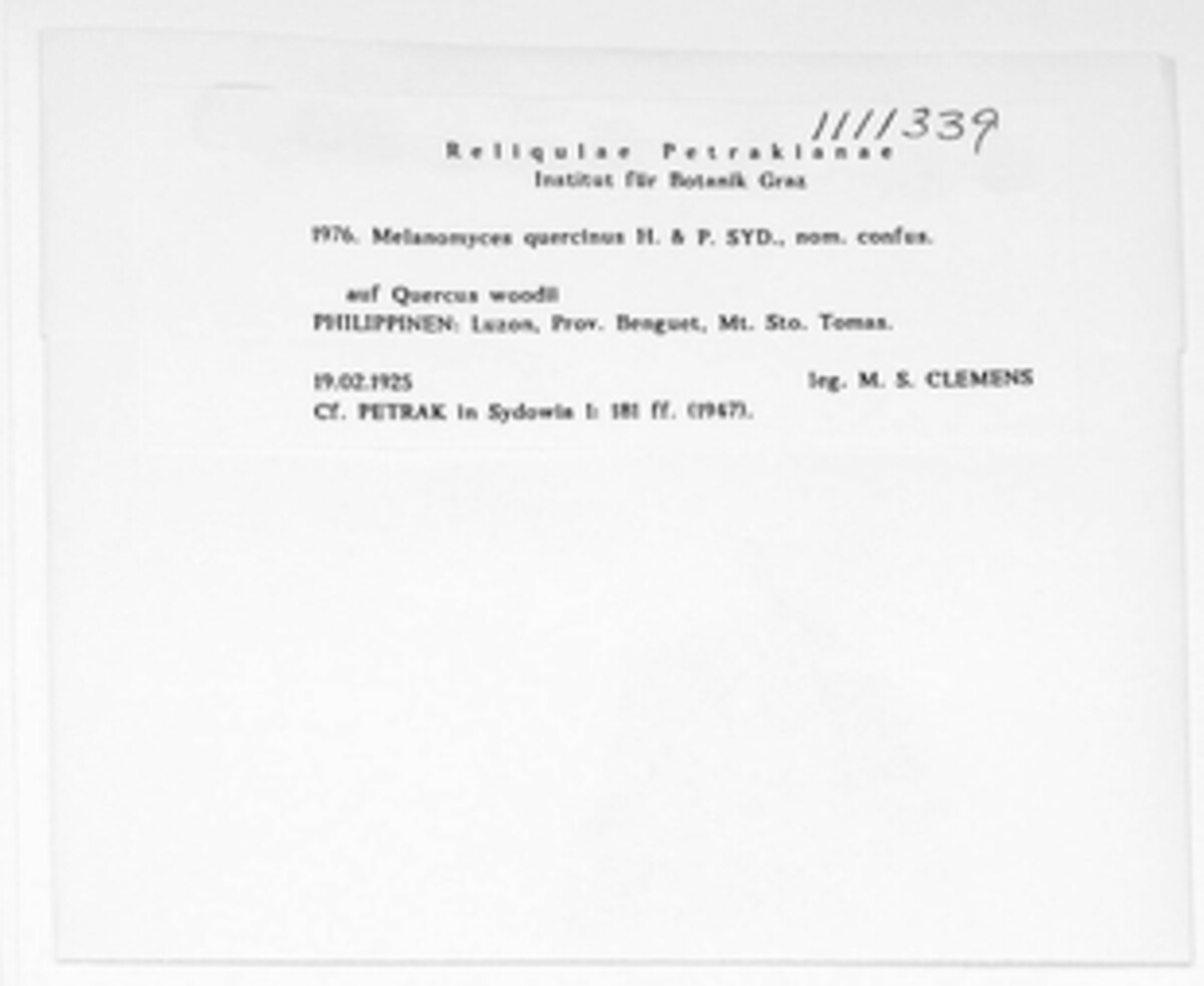 Melanomyces quercinus image